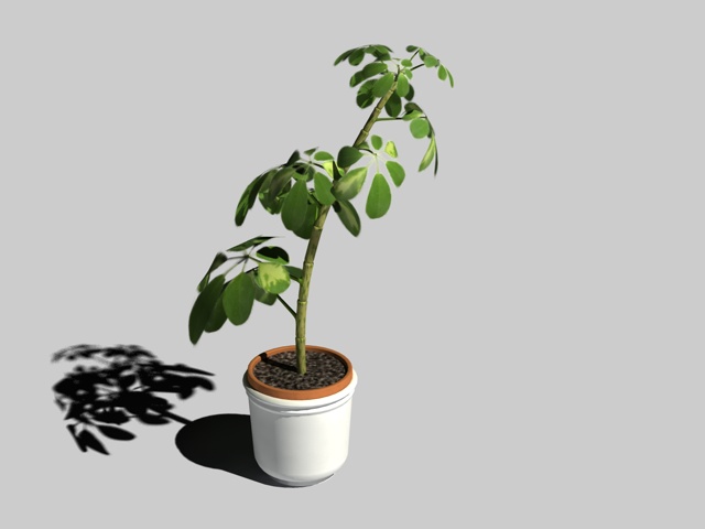 Blumenpot